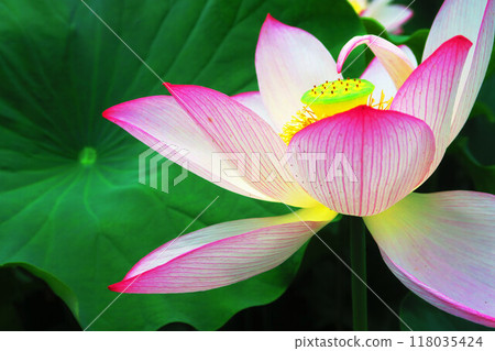 足立堀之內公園的蓮花風景（東京都足立區）（攝於2024年） 118035424