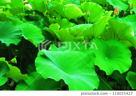 Lotus flowers at Adachi Horinouchi Park (Adachi Ward, Tokyo) (photographed in 2024) Lotus flowers at Adachi Horinouchi Park (Adachi Ward, Tokyo) (photographed in 2024) 118035427