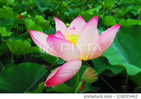 Lotus flowers at Adachi Horinouchi Park (Adachi Ward, Tokyo) (photographed in 2024) Lotus flowers at Adachi Horinouchi Park (Adachi Ward, Tokyo) (photographed in 2024) 118035462