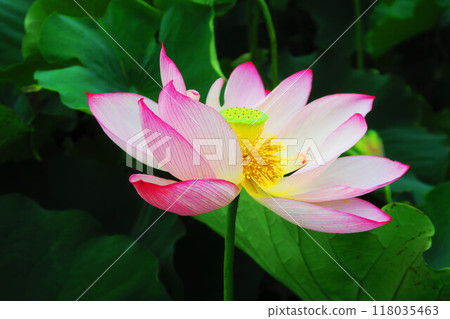 Lotus flowers at Adachi Horinouchi Park (Adachi Ward, Tokyo) (photographed in 2024) Lotus flowers at Adachi Horinouchi Park (Adachi Ward, Tokyo) (photographed in 2024) 118035463