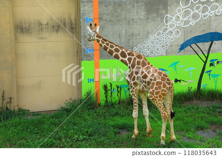 旭山動物園 可愛的長頸鹿 旭山動物園 可愛的長頸鹿 118035643