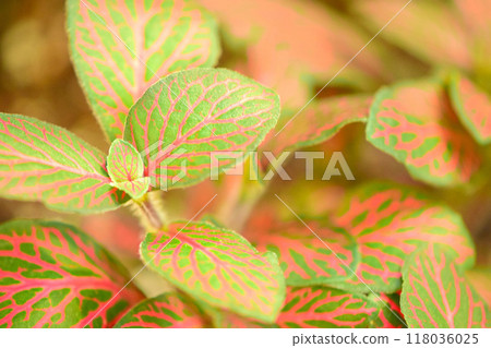 菲托尼亞紅葉脈 118036025