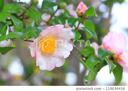 Sasanqua flowers in full bloom 118036416