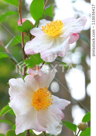 Sasanqua flowers in full bloom 118036417