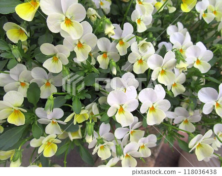 Close-up of white and yellow viola flowers Close-up of white and yellow viola flowers 118036438
