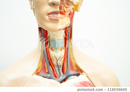 Human model anatomy for medical training course, teaching medicine education. Human model anatomy for medical training course, teaching medicine education. 118036608
