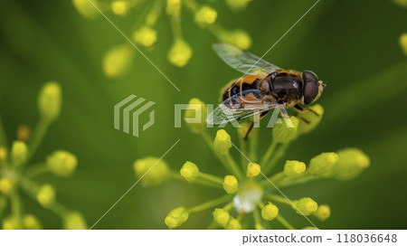 fly sitting on a flower of green dill, macro photo 118036648