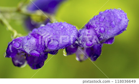 drops of morning dew on a purple flower, macro photo drops of morning dew on a purple flower, macro photo 118036649