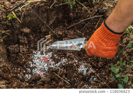 A gloved hand holds a shovel and fertilizes the ground before planting, autumn 118036823