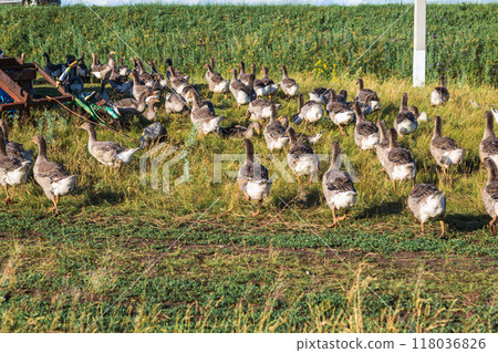 Domestic gray geese on a meadow. Gray Geese in the grass, domestic bird, flock of geese 118036826