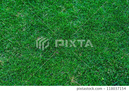 Beautifully Freshly Mowed Lawn Texture Background with Lush Green Grass and Morning Dew Drops 118037154