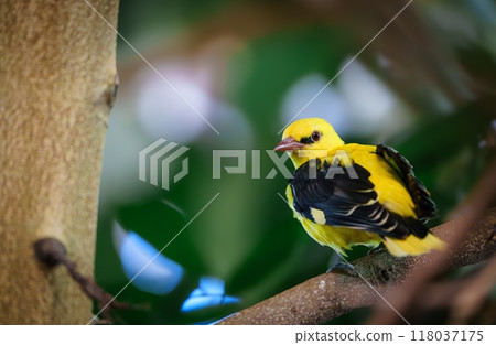 A small exotic yellow bird with a black head perched on a tree branch in lush green foliage 118037175