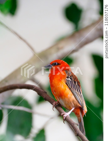 Small red bird perched on a branch with blurred foliage in the background 118037176