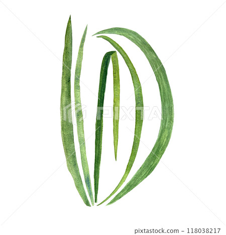Green grass watercolor illustration isolated on white. Hand drawn high quality design element of a few grass blades in simple style for woodland, landscape, nature designs, cards, posters decor Green grass watercolor illustration isolated on white. Hand drawn high quality design element of a few grass blades in simple style for woodland, landscape, nature designs, cards, posters decor 118038217