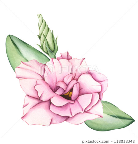 Watercolor composition with pink flowers and leaves. Hand drawn Floral Eustoma bud illustration isolated on white background. Template for wedding floral invitation, card, cosmetic. Texas bluebell Watercolor composition with pink flowers and leaves. Hand drawn Floral Eustoma bud illustration isolated on white background. Template for wedding floral invitation, card, cosmetic. Texas bluebell 118038348