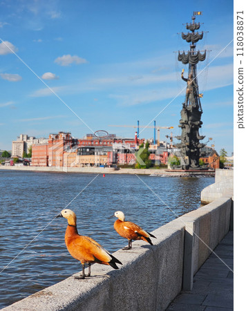 Ruddy shelduck (Tadorna ferruginea) on embankment of Moskva River 118038871