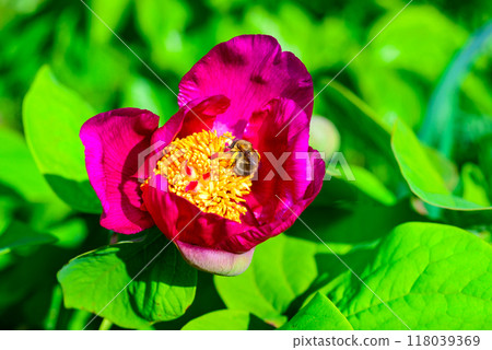 Bees on red peony flowers, honey plant in the garden Bees on red peony flowers, honey plant in the garden 118039369