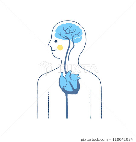 Human brain and heart 118041054