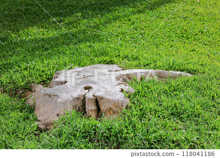 tree stump in the park, Wooden tree stump in the lawn. 118041186
