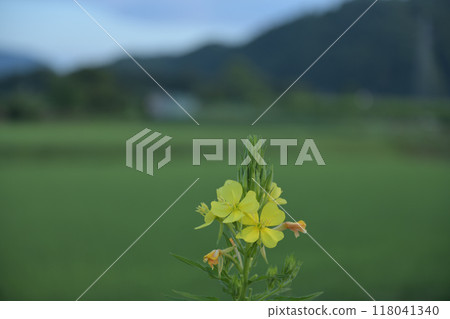 Evening primrose blooming on the roadside of a rice field in Hakushu Town, Hokuto City Evening primrose blooming on the roadside of a rice field in Hakushu Town, Hokuto City 118041340