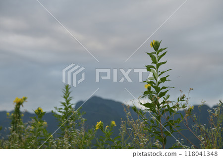 Evening primrose blooming on the roadside of a rice field in Hakushu Town, Hokuto City 118041348