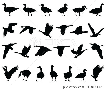 Black silhouettes of geese on a white background Black silhouettes of geese on a white background 118041470
