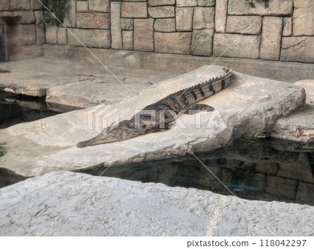 West African slender-snouted crocodile Mecistops cataphractus, close up 118042297