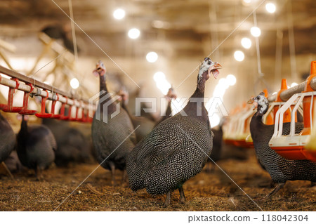 A group of guinea fowls on a poultry farm pecking at a feeder. Growing guinea fowls on a poultry farm, egg production A group of guinea fowls on a poultry farm pecking at a feeder. Growing guinea fowls on a poultry farm, egg production 118042304