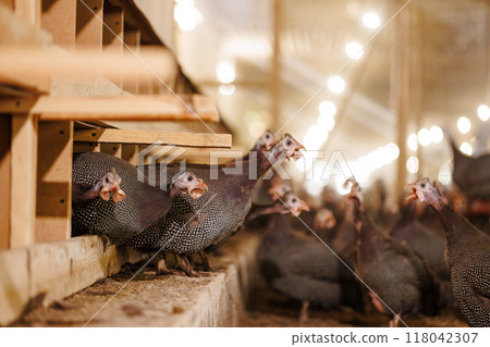 A group of guinea fowls on a poultry farm pecking at a feeder. Growing guinea fowls on a poultry farm, egg production 118042307