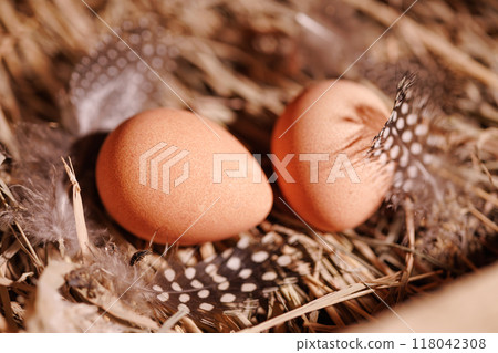 Two brown guinea fowl eggs lie on the straw, next to the feathers Two brown guinea fowl eggs lie on the straw, next to the feathers 118042308