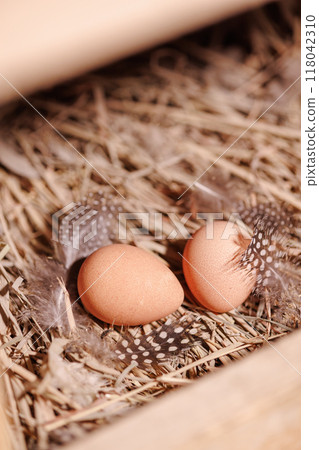 Two brown guinea fowl eggs lie on the straw, next to the feathers Two brown guinea fowl eggs lie on the straw, next to the feathers 118042310