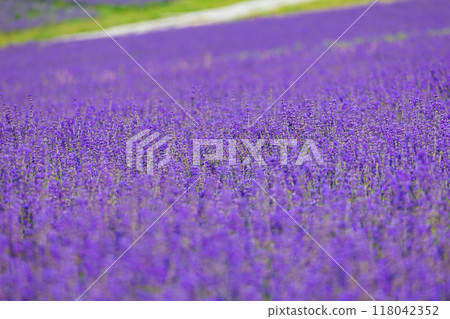 Lavender at Hinode Park in Kamifurano, Hokkaido in summer 118042352