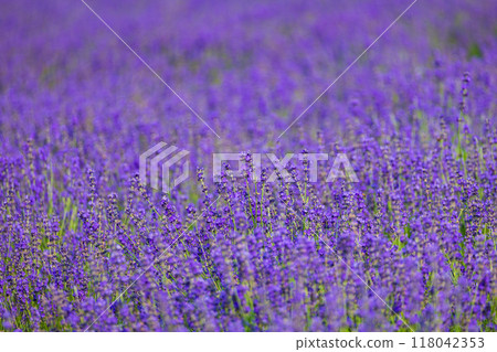 Lavender at Hinode Park in Kamifurano, Hokkaido in summer 118042353