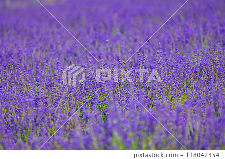 Lavender at Hinode Park in Kamifurano, Hokkaido in summer Lavender at Hinode Park in Kamifurano, Hokkaido in summer 118042354