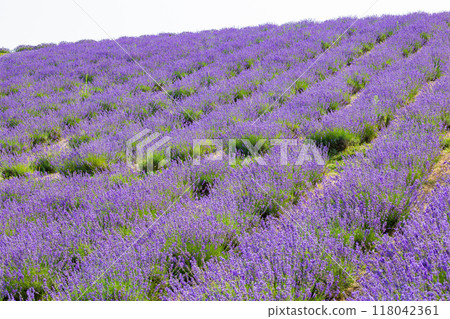 Lavender at Hinode Park in Kamifurano, Hokkaido in summer Lavender at Hinode Park in Kamifurano, Hokkaido in summer 118042361