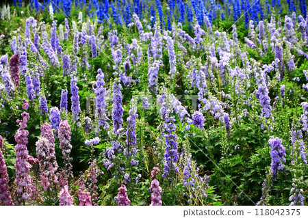 大飛草、飛燕草、千鳥草、千鳥花、水雀花、水雀、雲雀之妻、柑橘花、百部草、鵝蓮 118042375