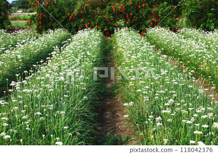 美麗的大白菜花海 美麗的大白菜花海 118042376