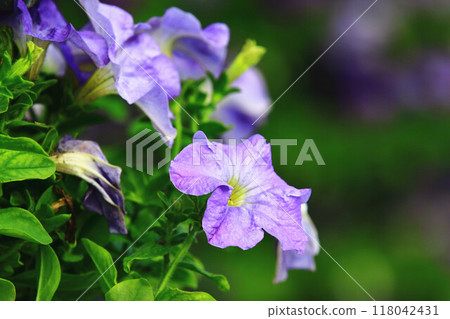 Releasing dwarf flowers (Crystalline daisies, Reiji peony, Naniwa senshi, Sozi flower, 薯薯花, 疮喇叭, Aoki winter eggplant) 118042431