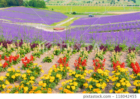 夏季北海道上富良野町日出公園 夏季北海道上富良野町日出公園 118042455