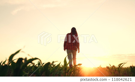 agriculture, farmer walks through field rubber boots sunset, farmer walks walking fertile soil, business woman, growing industrial products sunset, farmer working farm, rural corn stalks, rancher agriculture, farmer walks through field rubber boots sunset, farmer walks walking fertile soil, business woman, growing industrial products sunset, farmer working farm, rural corn stalks, rancher 118042621