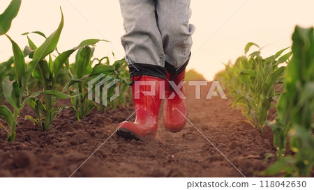small child rubber boots walks along dirt road field, corn field, corn sprouts sunset, child kid agriculture, child corn field, rubber children boots raise dust while walking along road corn field small child rubber boots walks along dirt road field, corn field, corn sprouts sunset, child kid agriculture, child corn field, rubber children boots raise dust while walking along road corn field 118042630