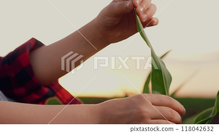 corn agriculture, close-up child hand, green leaf corn sunset, childhood farm, child life farm, hand touching green leaves sprouts field sunset, rural land concept, child kid agriculture, eco children 118042632