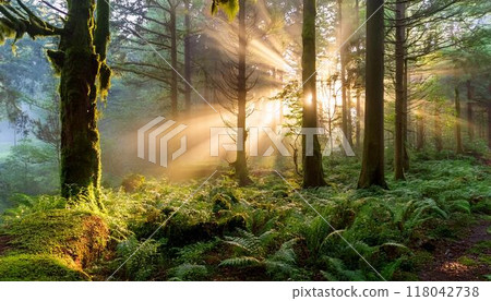 黎明時分，一片薄霧籠罩的森林，地面上覆蓋著苔蘚和蕨類植物，在美麗的陽光照射下。非常適合旅行和自然主題 118042738