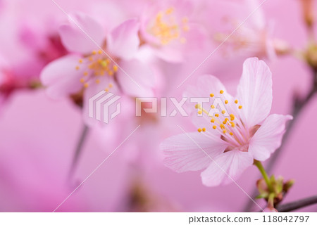 粉紅色背景下富士櫻花的特寫 118042797