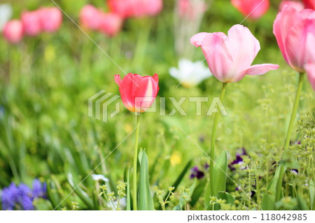 Cute tulip flowers 118042985