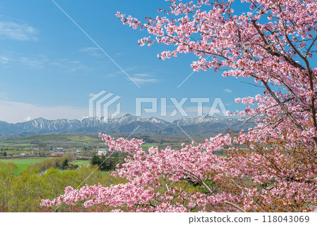 The snow-capped Hidaka Mountains and the beautiful cherry blossoms of the Tokachi Plain in spring 118043069