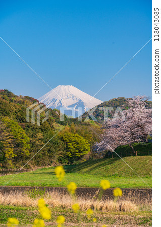 [Shizuoka Prefecture] Kanogawa Sakura Park: Cherry blossoms in full bloom and Mt. Fuji 118043085