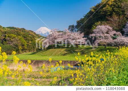 【靜岡縣】鹿川櫻花公園、盛開的櫻花和富士山 【靜岡縣】鹿川櫻花公園、盛開的櫻花和富士山 118043088