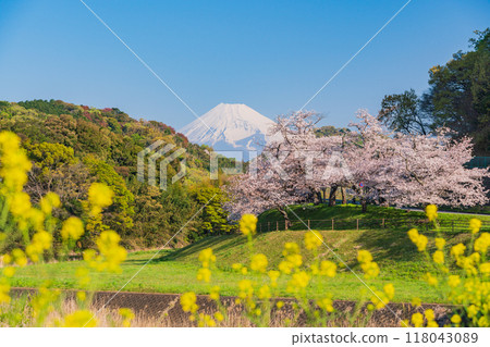 【靜岡縣】鹿川櫻花公園、盛開的櫻花和富士山 【靜岡縣】鹿川櫻花公園、盛開的櫻花和富士山 118043089