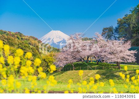 【靜岡縣】鹿川櫻花公園、盛開的櫻花和富士山 118043091
